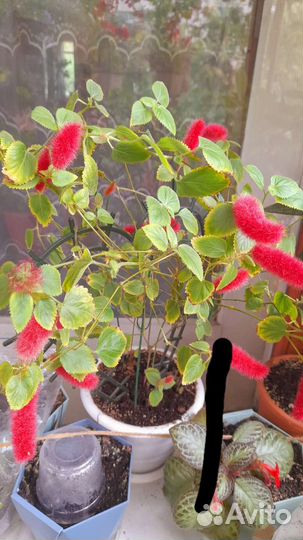 Акалифа (лисий хвост)