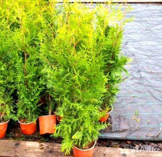 Туи брабант смарагд