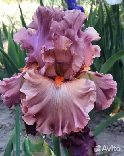 Ирисы бородатые