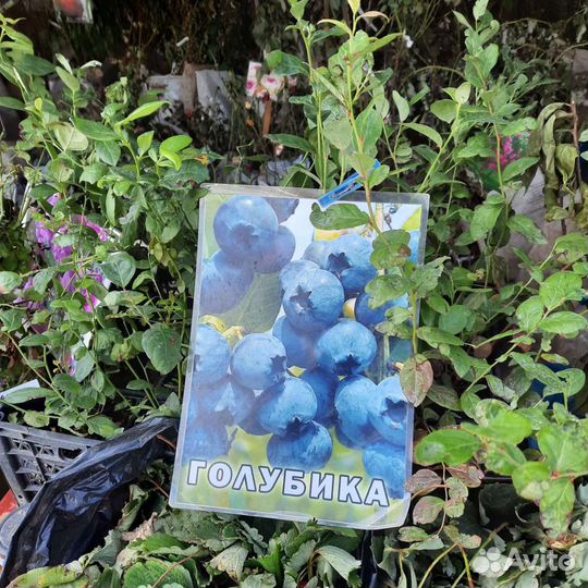 Саженцы плодовых деревьев и декоративные растения