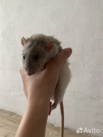 Крыса дамбо