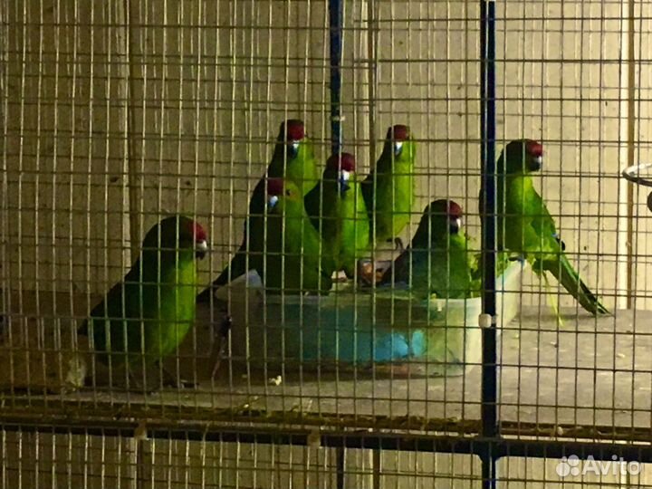 П О П У Г А И