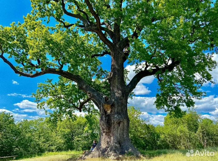 Саженцы дуба