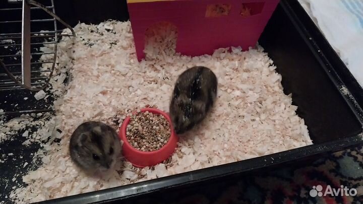 Джунгарский хомяк с клеткой