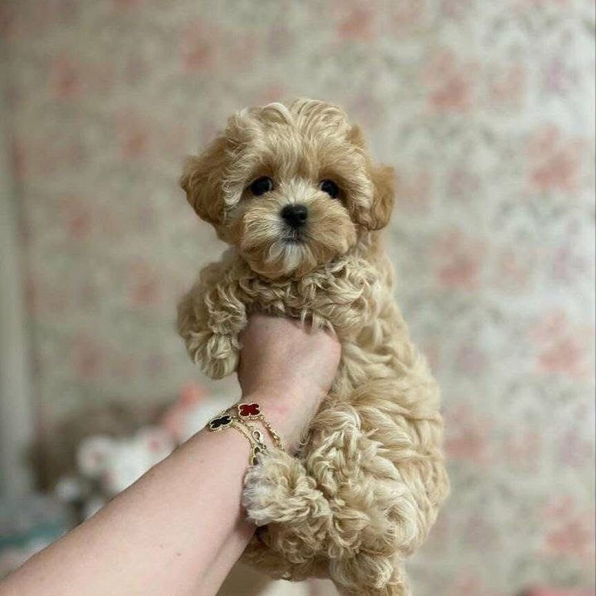 Роскошные Мальтипу f1 мини. Maltipoo f1 mini