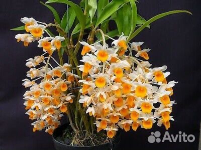 Орхидея дендробиум Den. Thyrsiflorum