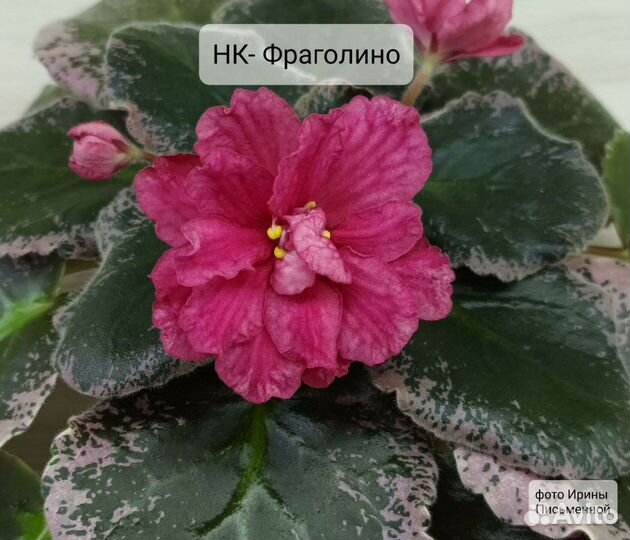 Фиалка. Укоренённый лист