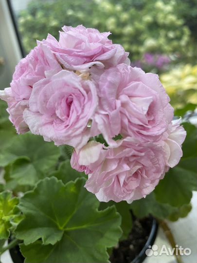 Пеларгония герань