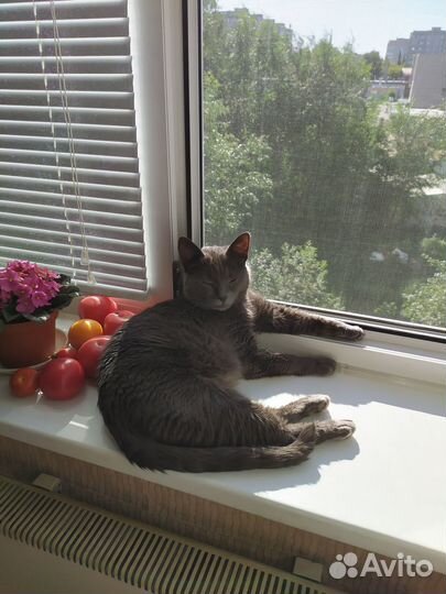 Отдам кота в добрые руки
