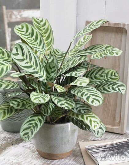 Ктенанта Бурле Маркси