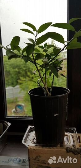 Дерево сад лимон пандероза + каламондин +кумкват