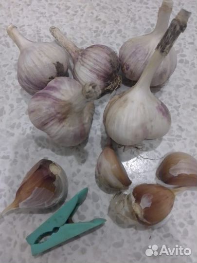 Чеснок