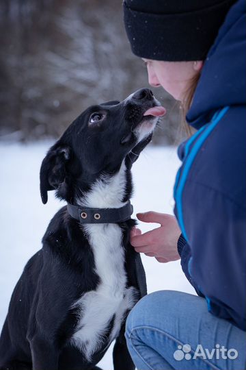 Молодая собака, девочка в добрые руки