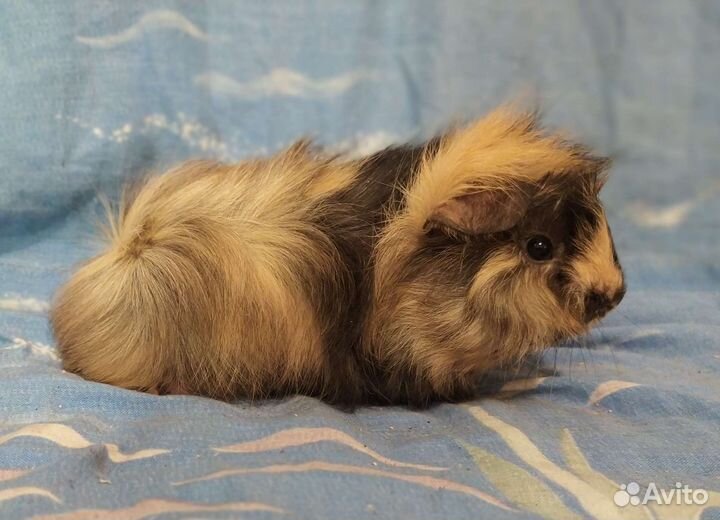 Морские свинки