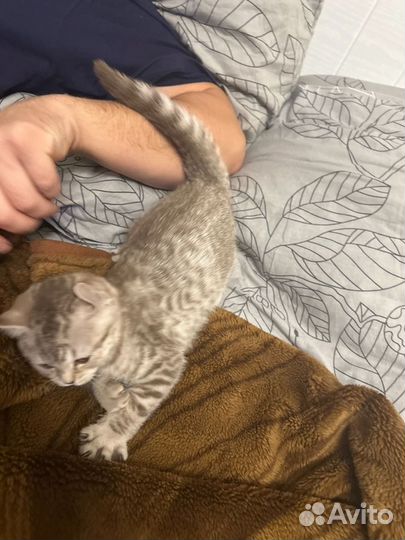 Шотландская