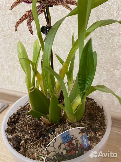 Орхидея камбрия