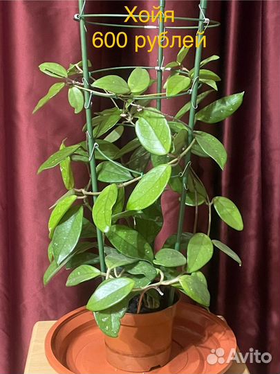 Комнатные растения