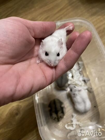 Джунгарский хомяк (питомник янтарный хомяк)