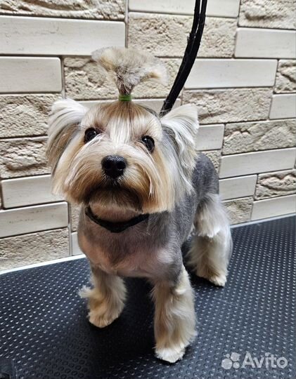 Йоркширский терьер мини щенки