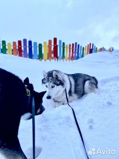 Сибирский хаски