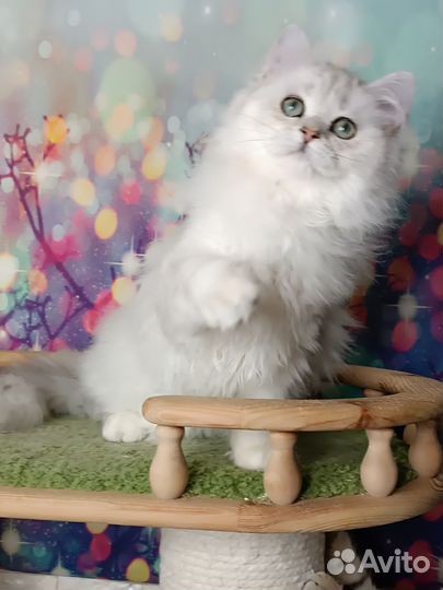 Британские котята длинношерстные