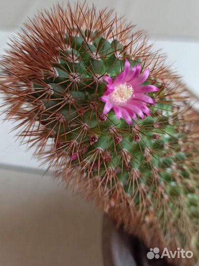 Цветущий кактус