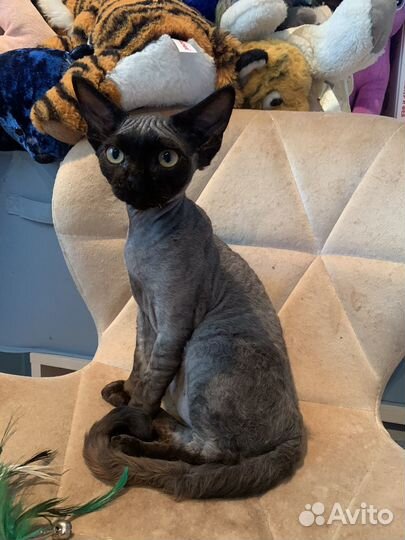 Кот девон рекс