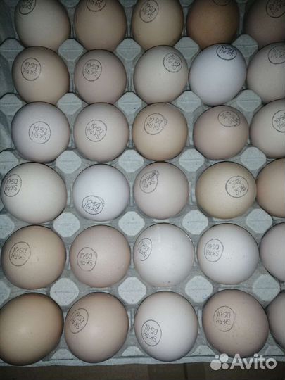 Цыплята бройлера кобб500