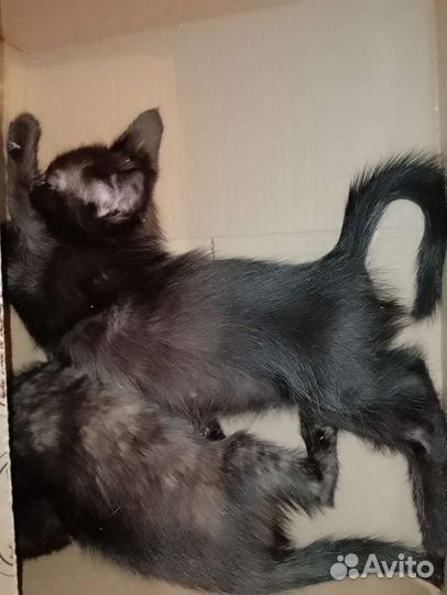 Милые котята