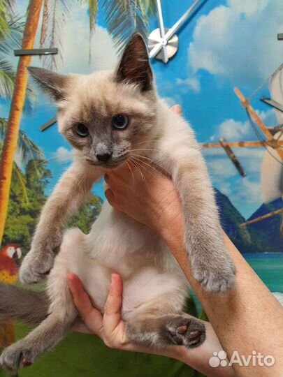 Котенок, девочка, 3 месяца, бесплатно