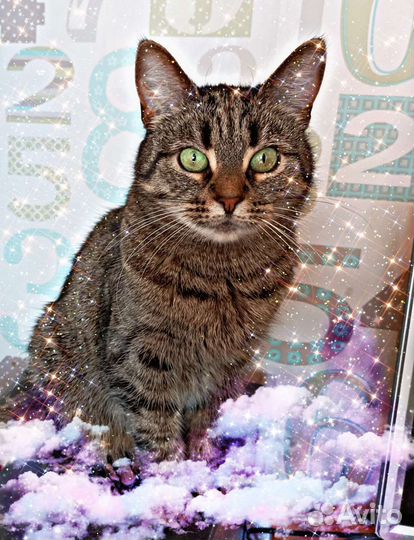 Моня. Кошка с характером. Отдам в добрые руки