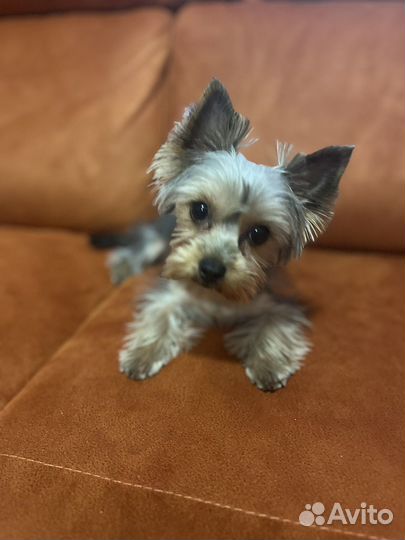 Йоркширский терьер мини девочка