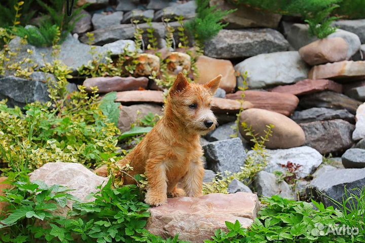 Норвич терьер