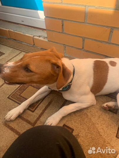 Джек Рассел терьер бесплатно (парсон )