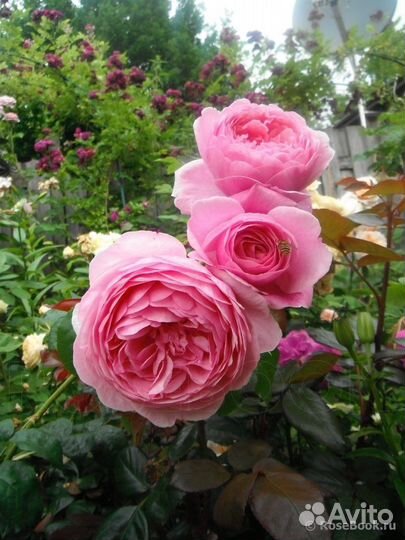 Английская роза Доктор Герберт Грей