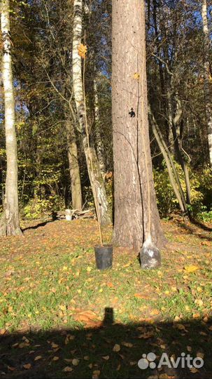 Саженцы клена