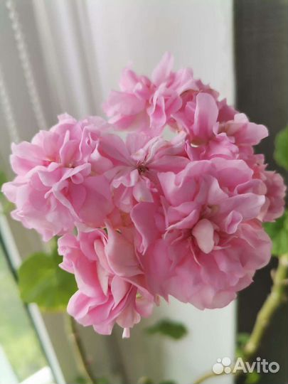 Пеларгония герань