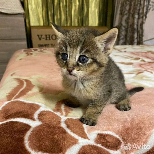 Чаузи ф1 котик