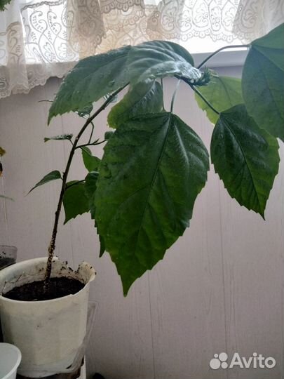 Гибискус китайская роза красная