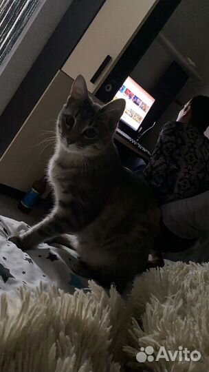 Кошка в хорошие руки