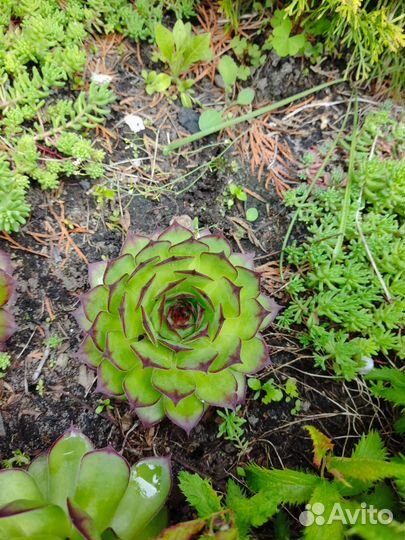 Молодило каменная роза