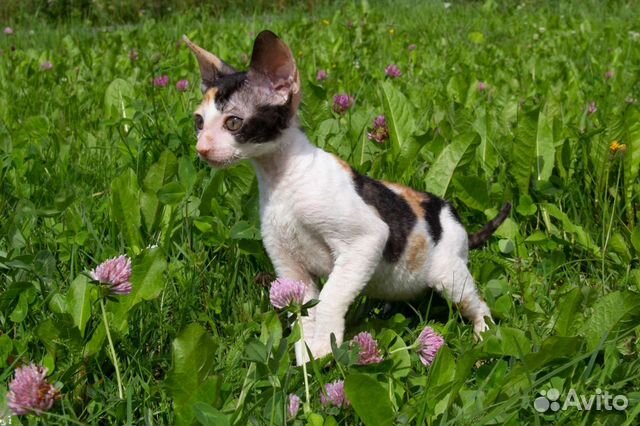 Очаровательные котята породы корниш-рекс объявление продам