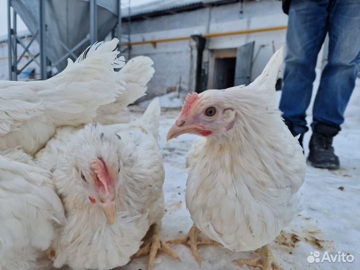 Куры несушки