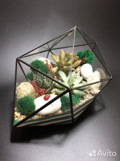 Мужской флорариум