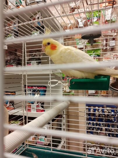 Птенцы корелла