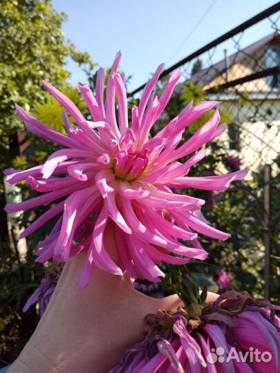 Клубни георгинов 6 сортов многолетники