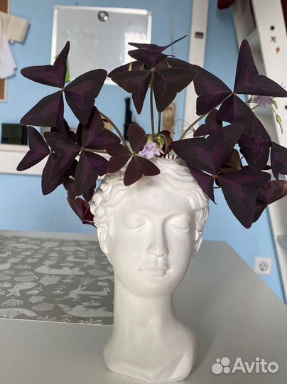 Клевер счастья/оксалис