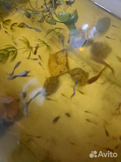 Аквариумные рыбки гуппи