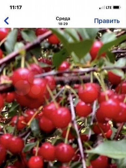 Дача 53 м² на участке 4,7 сот.