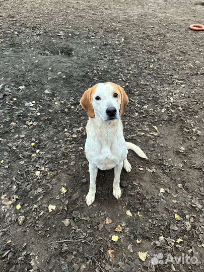 Добрейшая гончая из приюта верит в чудо